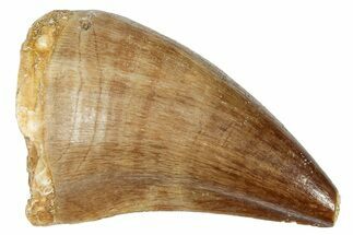 Fossil Mosasaur (Prognathodon) Tooth - Morocco #249746