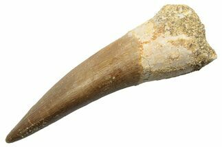 Fossil Plesiosaur (Zarafasaura) Tooth - Morocco #249596