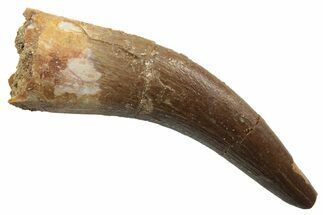 Fossil Plesiosaur (Zarafasaura) Tooth - Morocco #249597