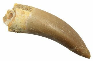 Fossil Plesiosaur (Zarafasaura) Tooth - Morocco #249599
