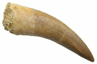 Fossil Plesiosaur (Zarafasaura) Tooth - Morocco #249602
