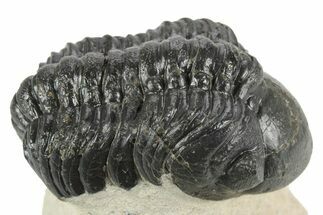 Detailed Reedops Trilobite - Aatchana, Morocco #249809