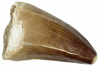 Fossil Mosasaur (Prognathodon) Tooth - Morocco #249819