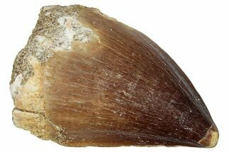 Fossil Mosasaur (Prognathodon) Tooth - Morocco #249831