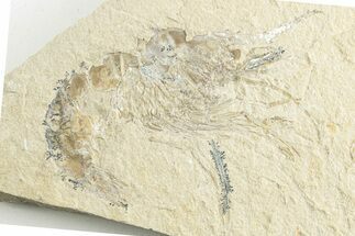 Cretaceous Fossil Shrimp - Lebanon #249843