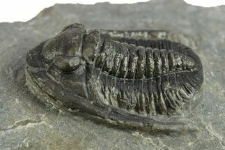 Diademaproetus Trilobite Fossil - Morocco #249894