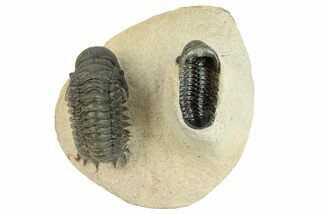 Crotalocephalina Trilobite With Ventral Reedops #249921