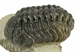 Austerops Trilobite - Visible Eye Facets #249931