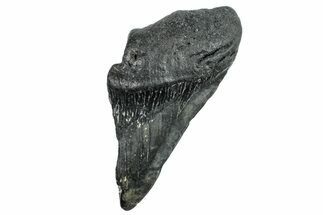 Partial Fossil Megalodon Tooth - South Carolina #250037