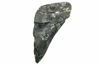 Partial Fossil Megalodon Tooth - South Carolina #250038