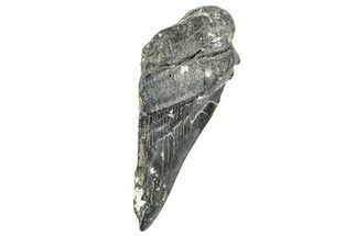 Partial Fossil Megalodon Tooth - South Carolina #250045