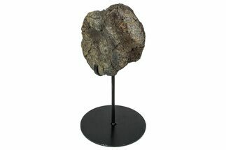 Fossil Hadrosaur Caudal Vertebra w/ Metal Stand - Texas #250264