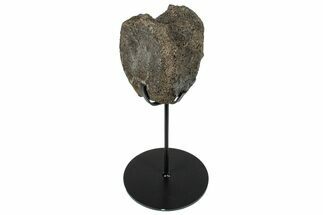 Fossil Hadrosaur Caudal Vertebra w/ Metal Stand - Texas #250276