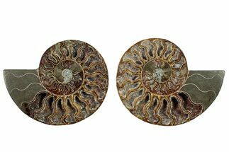 Cut & Polished, Agatized Ammonite Fossil - Crystal Filled Pockets #250381