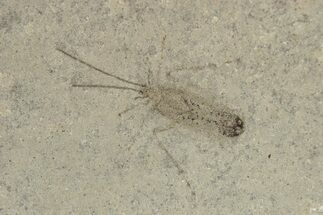 Fossil True Bug (Hemiptera) - Green River Formation, Colorado #250725