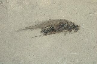 Fossil Grasshopper (Orthoptera) - Green River Formation, Colorado #250731