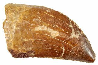 Serrated, Juvenile Carcharodontosaurus Tooth #250544