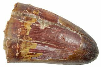 Cretaceous Fossil Crocodylomorph Tooth - Morocco #250702