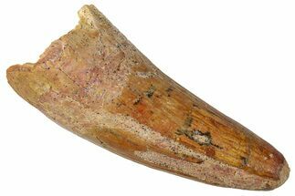 Cretaceous Fossil Crocodylomorph Tooth - Morocco #250716