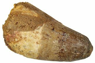 Cretaceous Fossil Crocodylomorph Tooth - Morocco #250720