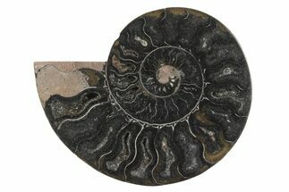 Cut & Polished Ammonite Fossil (Half) - Unusual Black Color #250472