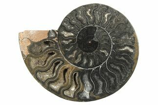 Cut & Polished Ammonite Fossil (Half) - Unusual Black Color #250478