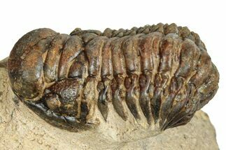 Bargain, Crotalocephalina Trilobite - Foum Zguid, Morocco #250070