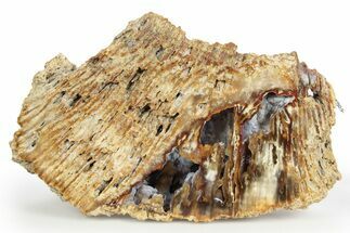 Agatized Fossil Coral Geode - Florida #250949