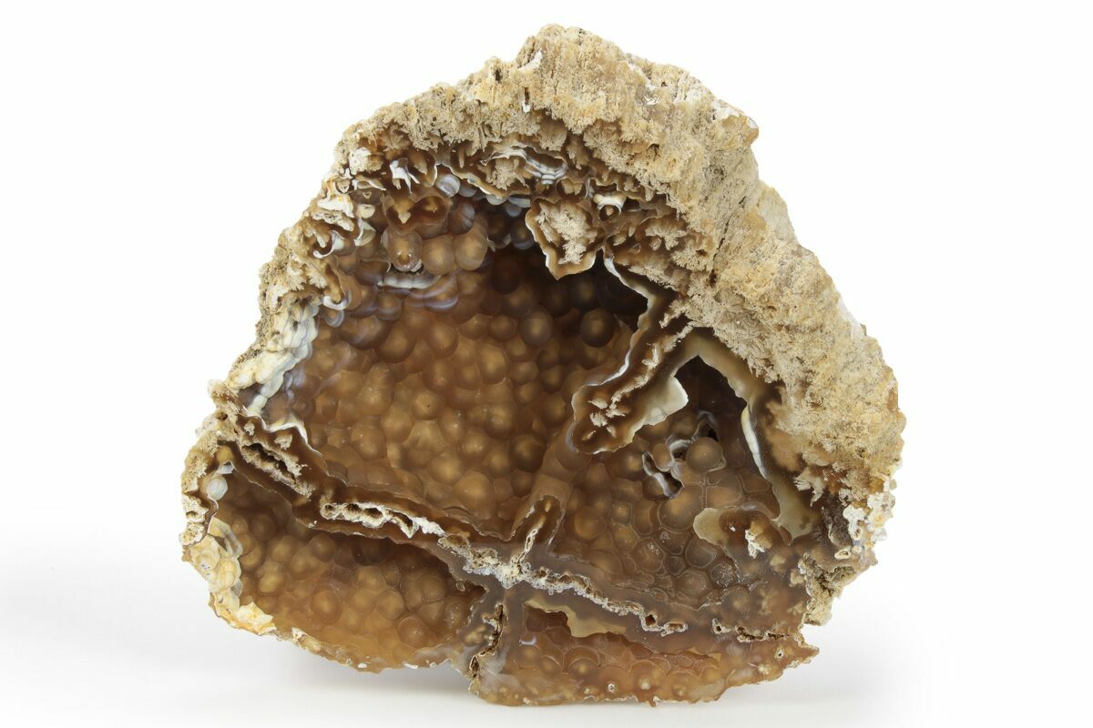 4 5 Agatized Fossil Coral Geode Florida 250942 For Sale