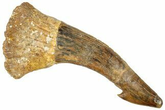 Fossil Sawfish (Onchopristis) Rostral Barb - Morocco #250879