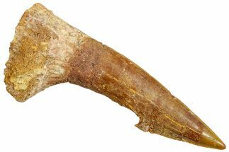 Fossil Sawfish (Onchopristis) Rostral Barb - Morocco #250896