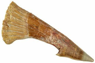 Fossil Sawfish (Onchopristis) Rostral Barb - Morocco #250919