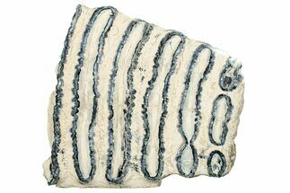 Polished Mammoth Molar Section - South Carolina #250753