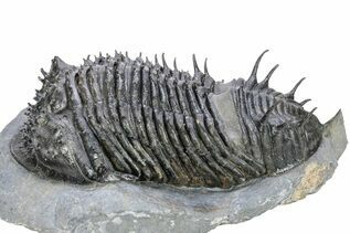 Trilobites For Sale