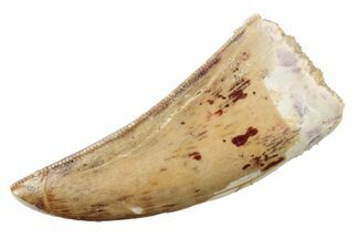 Serrated, Carcharodontosaurus Tooth - Real Dinosaur Tooth #251081