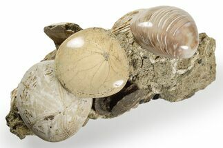 Cluster Of Polished Fossil Sand Dollars & Clams - California #242907