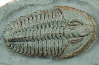Lower Cambrian Trilobite (Longianda) - Issafen, Morocco #251041