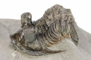 Trilobite Fossils For Sale