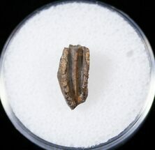 Hadrosaurid Tooth - Judith River #14821