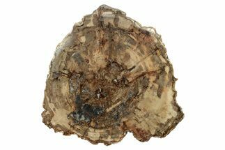 Colorful, Petrified Wood (Araucaria) Round - Madagascar #251144