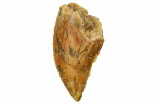 Serrated, Raptor Tooth - Real Dinosaur Tooth #249447