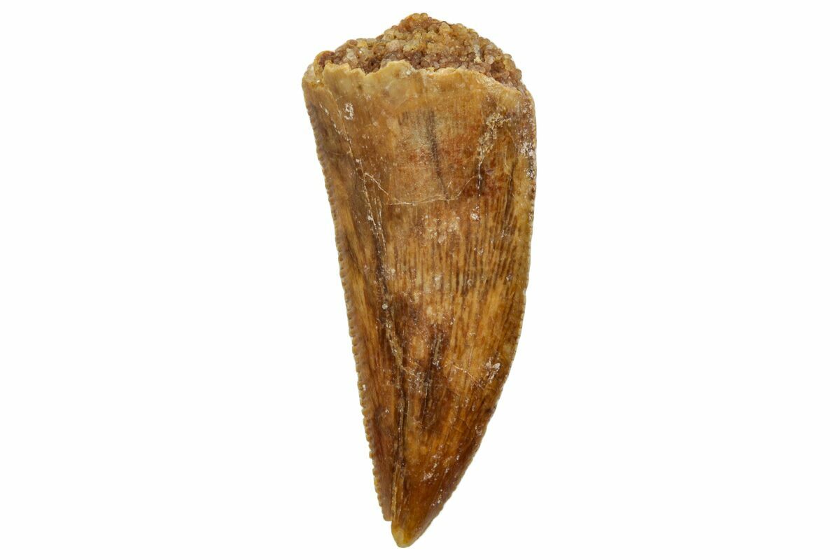 Serrated, .98" Raptor Tooth Real Dinosaur Tooth (249476) For Sale