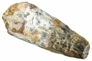 Fossil Spinosaurus Tooth - Real Dinosaur Tooth #249515