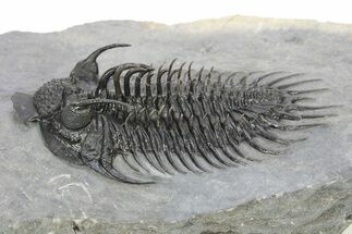 Spiny Comura Trilobite - Very Large Specimen #251441