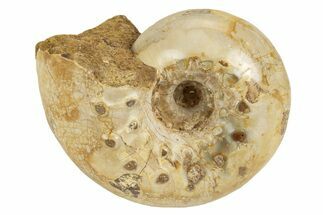Jurassic Ammonite Fossil - Sakaraha, Madagascar #251291