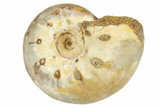 Jurassic Ammonite Fossil - Sakaraha, Madagascar #251293