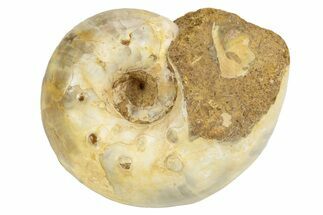 Jurassic Ammonite Fossil - Sakaraha, Madagascar #251294