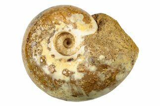 Jurassic Ammonite Fossil - Sakaraha, Madagascar #251443