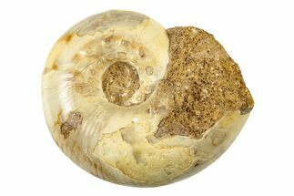 Jurassic Ammonite Fossil - Sakaraha, Madagascar #251466