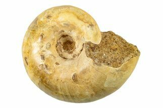 Jurassic Ammonite Fossil - Sakaraha, Madagascar #251470